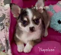 Napoleon , a male Chihuahua for sale in Conroe, TX – 1 of 5