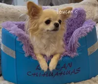 Harizma, a female Chihuahua for sale in Conroe, TX – 1 of 6