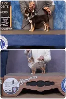 Napoleon , a male Chihuahua for sale in Conroe, TX – 10 of 10