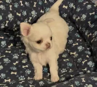 Babs, a female Chihuahua for sale in Conroe, TX – Photo 8 of 10