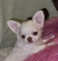 Babs, a female Chihuahua for sale in Conroe, TX – Photo 2 of 10