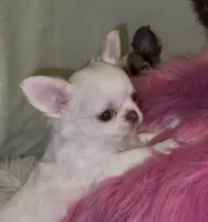 Babs, a female Chihuahua for sale in Conroe, TX – Photo 7 of 10