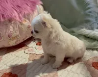 Babs, a female Chihuahua for sale in Conroe, TX – Photo 6 of 10