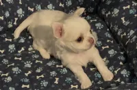 Babs, a female Chihuahua for sale in Conroe, TX – Photo 10 of 10