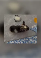 Brandy , a female Chihuahua for sale in Conroe, TX – 3 of 3