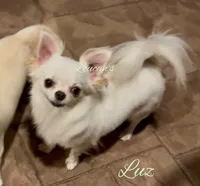 Luz, a female Chihuahua for sale in Conroe, TX – 2 of 5