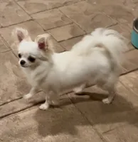 Luz, a female Chihuahua for sale in Conroe, TX – 4 of 7