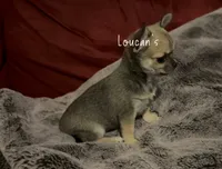 Whisky, a female Chihuahua for sale in Conroe, TX – 3 of 4