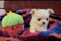 Tiny Fifi, a female Chihuahua for sale in Conroe, TX – Photo 1 of 2