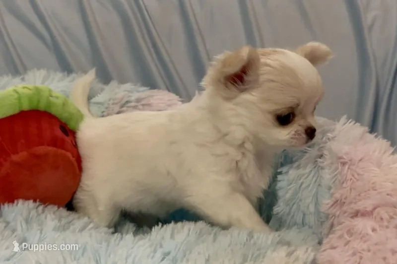 Tiny Fifi – Chihuahua puppy for sale in Conroe, TX