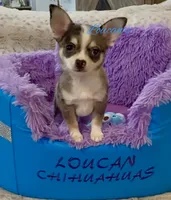 Napoleon , a male Chihuahua for sale in Conroe, TX – 2 of 10