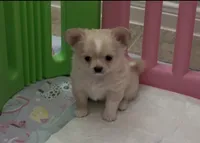 Sunny, a male Chihuahua for sale in Conroe, TX – 3 of 4