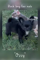 Ozzy, a male Chihuahua for sale in Conroe, TX – 2 of 6