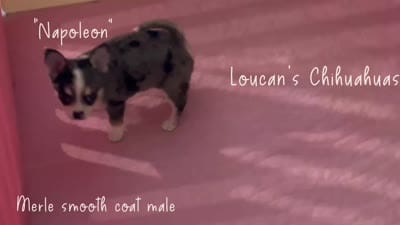 Napoleon , a male Chihuahua for sale in Conroe, TX – 3 of 5