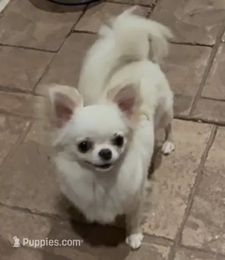 Luz – Chihuahua puppy for sale in Conroe, TX