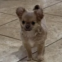 Zully, a female Chihuahua for sale in Conroe, TX – Photo 5 of 6