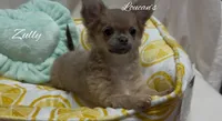 Zully, a female Chihuahua for sale in Conroe, TX – Photo 4 of 6
