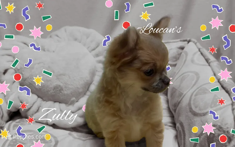 Zully – Chihuahua puppy for sale in Conroe, TX