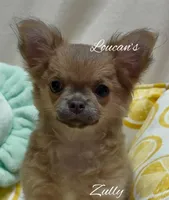 Zully, a female Chihuahua for sale in Conroe, TX – Photo 1 of 6