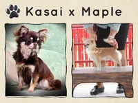 Zully, a female Chihuahua for sale in Conroe, TX – Photo 6 of 6