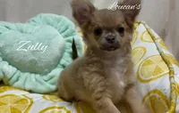 Zully, a female Chihuahua for sale in Conroe, TX – Photo 3 of 6
