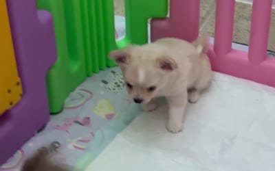 Sunny, a male Chihuahua for sale in Conroe, TX – 4 of 4
