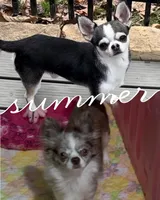 GCH sired Nemo, a male Chihuahua for sale in Conroe, TX – 7 of 7