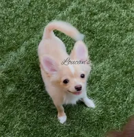 Sunny, a male Chihuahua for sale in Conroe, TX – 4 of 8