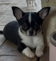 Bono, a male Chihuahua for sale in Conroe, TX – 2 of 6