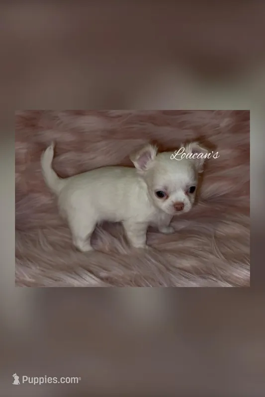 Bailey, a female Chihuahua for sale in Conroe, TX – Photo 1 of 3