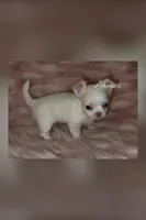 Bailey, a female Chihuahua for sale in Conroe, TX – Photo 1 of 3