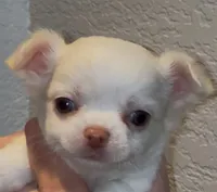 Bailey, a female Chihuahua for sale in Conroe, TX – Photo 2 of 3