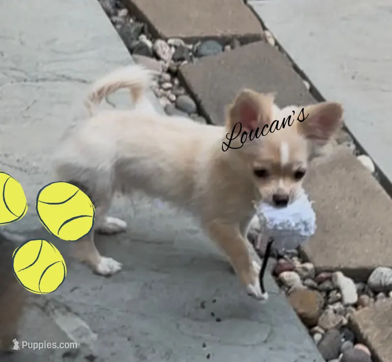 Sunny – Chihuahua puppy for sale in Conroe, TX