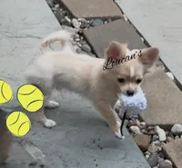 Sunny, a male Chihuahua for sale in Conroe, TX – 1 of 8