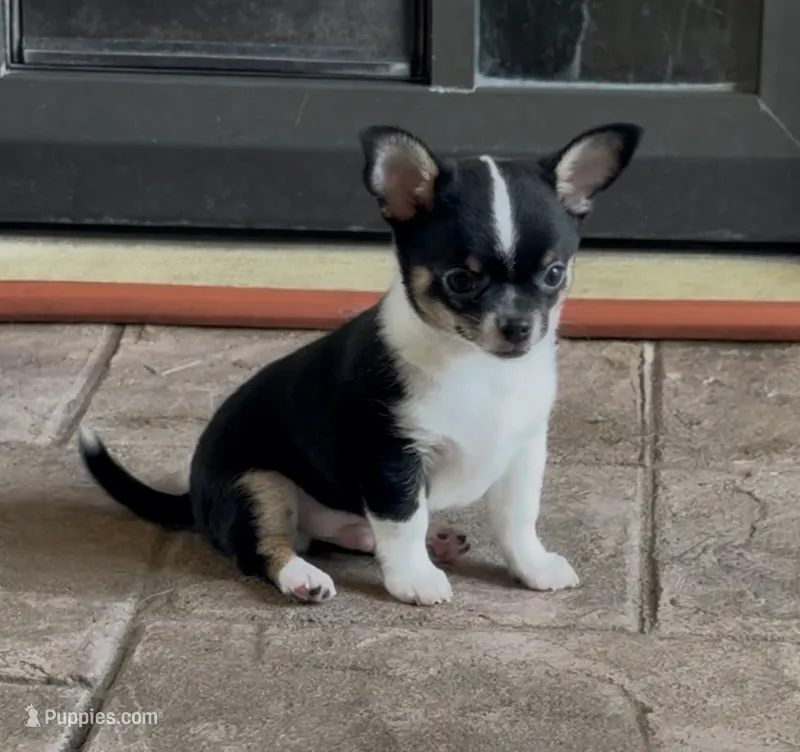 Bono – Chihuahua puppy for sale in Conroe, TX