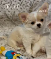 Rupert, a male Chihuahua for sale in Conroe, TX – 6 of 7