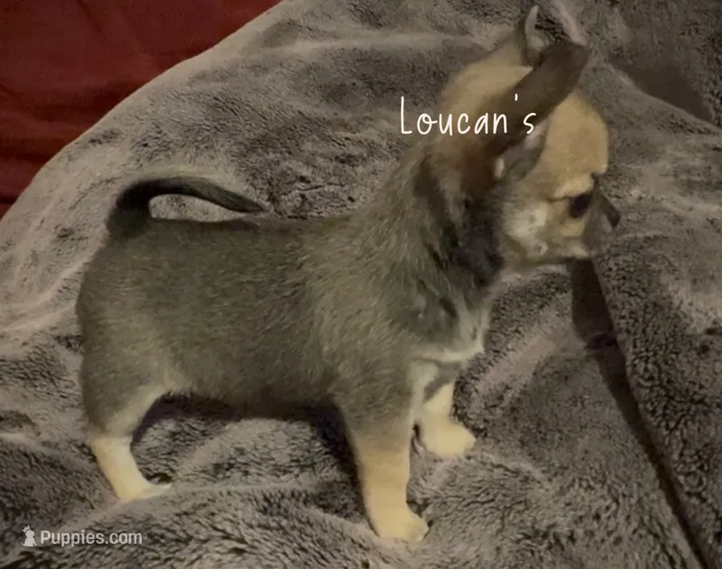 Whisky – Chihuahua puppy for sale in Conroe, TX