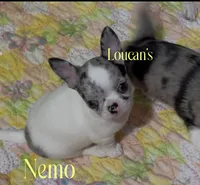 GCH sired Nemo, a male Chihuahua for sale in Conroe, TX – 1 of 7