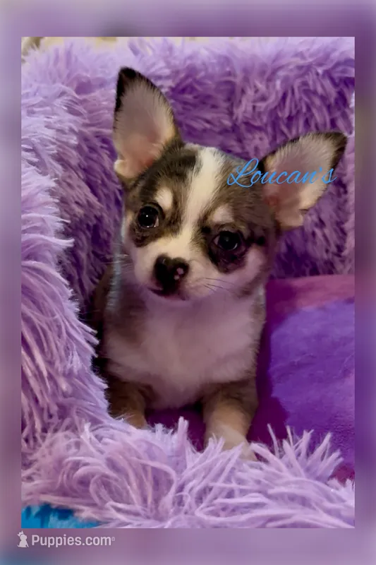 Napoleon  – Chihuahua puppy for sale in Conroe, TX