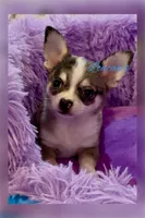 Napoleon , a male Chihuahua for sale in Conroe, TX – 1 of 10