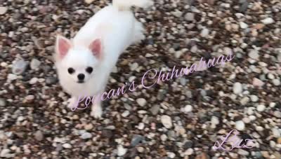 Luz, a female Chihuahua for sale in Conroe, TX – 4 of 5