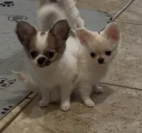 Glory, a female Chihuahua for sale in Conroe, TX – Photo 6 of 10