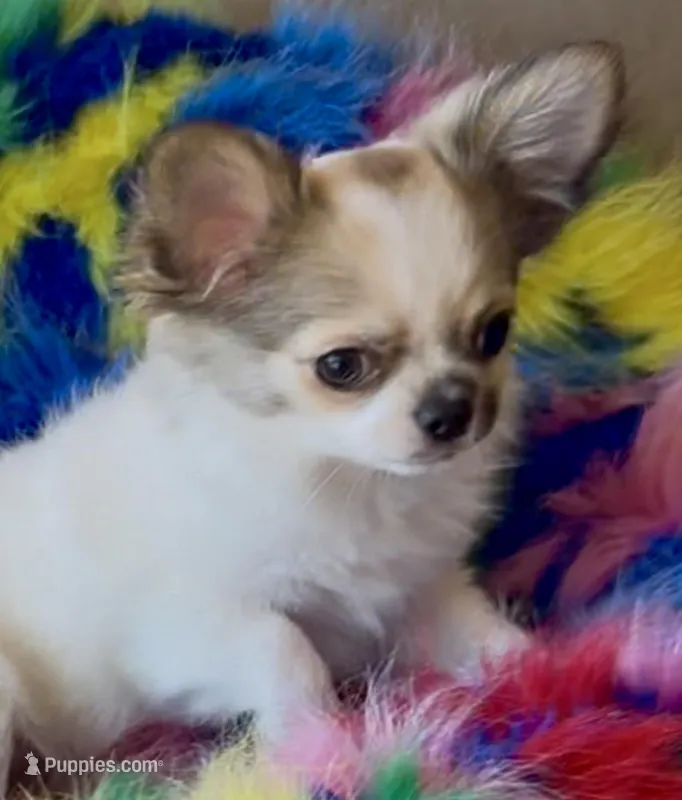 Glory, a female Chihuahua for sale in Conroe, TX – Photo 1 of 10