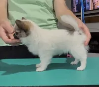 Glory, a female Chihuahua for sale in Conroe, TX – Photo 9 of 10