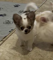 Glory, a female Chihuahua for sale in Conroe, TX – Photo 5 of 10