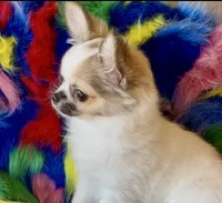 Glory, a female Chihuahua for sale in Conroe, TX – Photo 3 of 10
