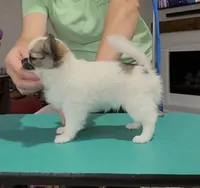 Glory, a female Chihuahua for sale in Conroe, TX – Photo 10 of 10