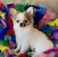 Glory, a female Chihuahua for sale in Conroe, TX – Photo 2 of 10
