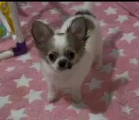 Glory, a female Chihuahua for sale in Conroe, TX – Photo 8 of 10