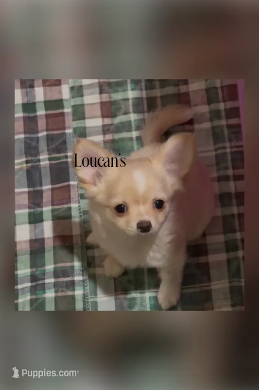 Sunny – Chihuahua puppy for sale in Conroe, TX
